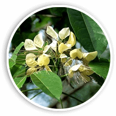 Crateva Nurvala: Supports the bladder muscle