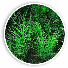 Horsetail to improve bladder tone