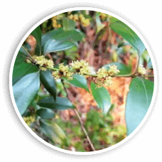 Lindera to promote overall bladder health